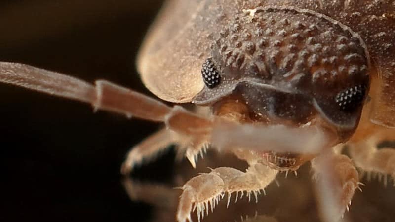 Can Bed Bugs Climb Air Mattresses 