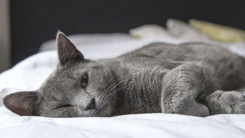 What Couch Fabrics Do Cats Hate? Here Is the Complete Guide