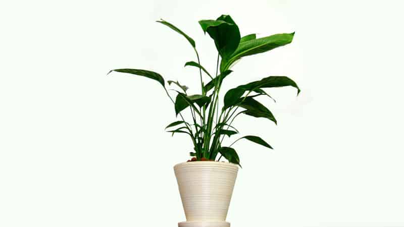 When Do Plants Go on Sale at The Home Depot? 